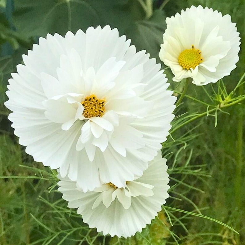 May include: Three white cosmos flowers with serrated petal edges and bright yellow centers. The flowers are arranged with one large bloom in the center, a smaller one below it, and a third smaller bloom positioned to the upper right side.