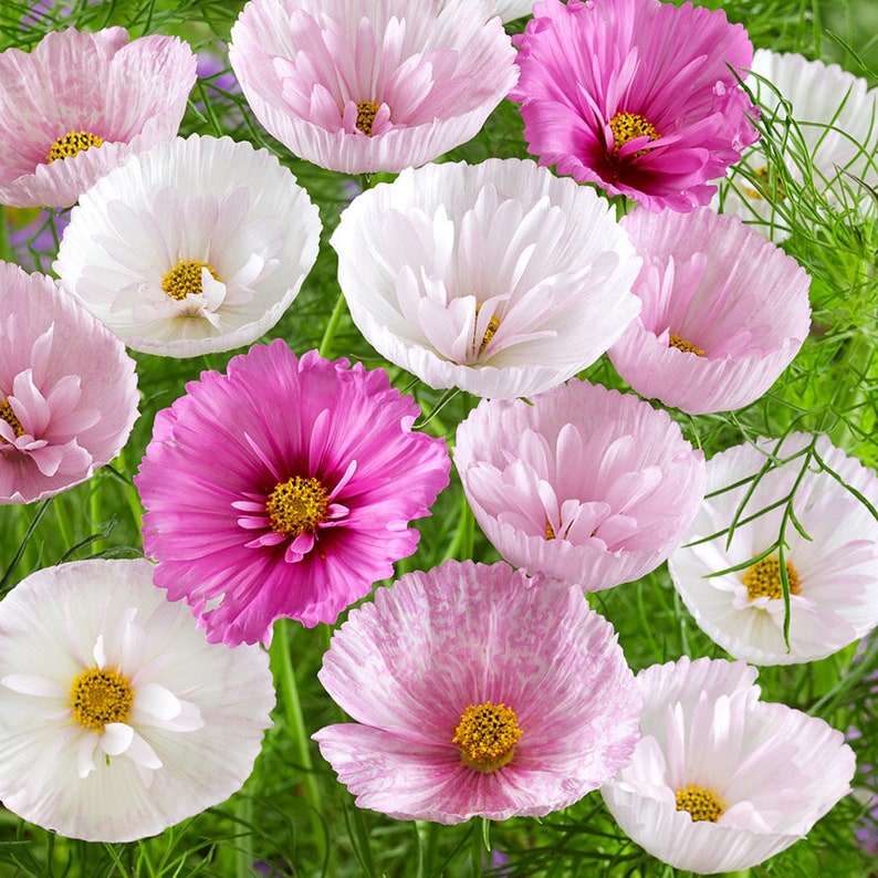 May include: A collection of cosmos flowers in shades of white, light pink, and deep magenta. Each flower features delicate, ruffled petals surrounding a bright yellow center, set against a backdrop of thin, green, needle-like foliage.