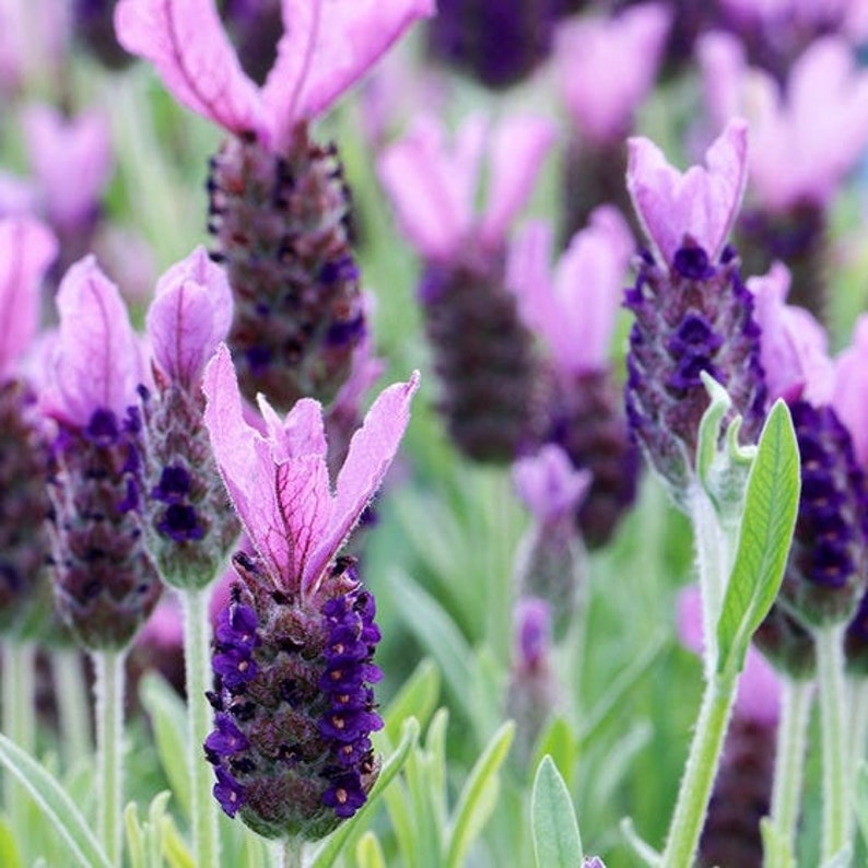 Pode incluir: Um close-up de um grupo de flores de lavanda com p&eacute;talas cor-de-rosa e bot&otilde;es de flores roxos. As flores est&atilde;o em flor e t&ecirc;m um aspeto suave e delicado.