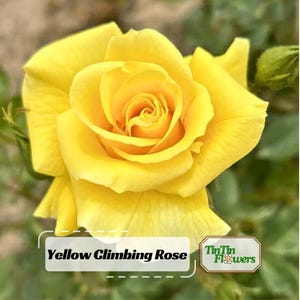 30+ Yellow Climbing Rose Seeds - Perennial - Authentic Seeds - Mix Seeds - Late Winter to Early Spring Planting Time#1063