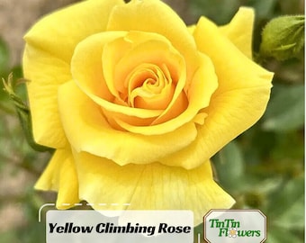 10 Rose Rosa Flower Seeds HW96109-517 - Etsy