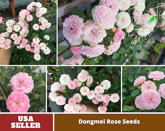 Dongmei  Rose seeds -Perennial -Authentic Seeds-Flowers -Organic. Non GMO -Vegetable Seeds-Mix Seeds for Plant-B3G1#1150