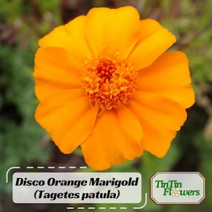 May include: A close-up of a vibrant orange Disco Orange Marigold flower (Tagetes patula). The flower has multiple layers of petals and a textured center. The image includes text that reads "Disco Orange Marigold (Tagetes patula)" and "TinTin Flowers".