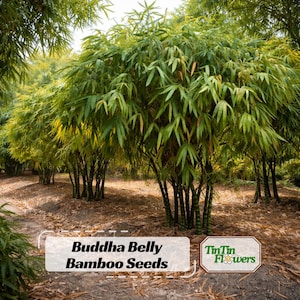 bambus geschmack Phyllostachys-Bambus-Kollektion (x3) - Phyllostachys bissetii, aureosulcata  Aureocaulis, Fargesia scabrida Asian Wonder