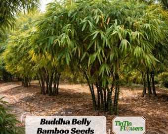 Buddha Belly Bamboo Seeds – Unique Swollen Node Bamboo – Ornamental Plant – Tropical Garden Accent – Bonsai Style Bamboo Easy Grow