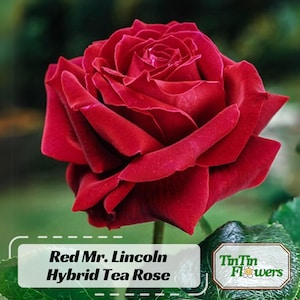 30 Seeds | Red Mr. Lincoln Hybrid Tea Rose Seeds - Perennial - Authentic Seeds - Mix Seeds - Late Winter to Early Spring Planting Time #1056