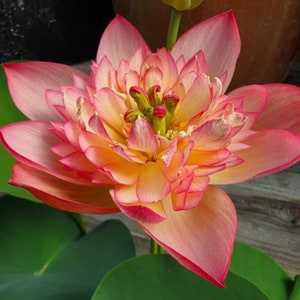 5+ Rare Seeds| Shicheng Jinxiu Lotus Seeds  - Indian Lotus (Nelumbo nucifera) Seeds - Flower Seeds -  #Q029