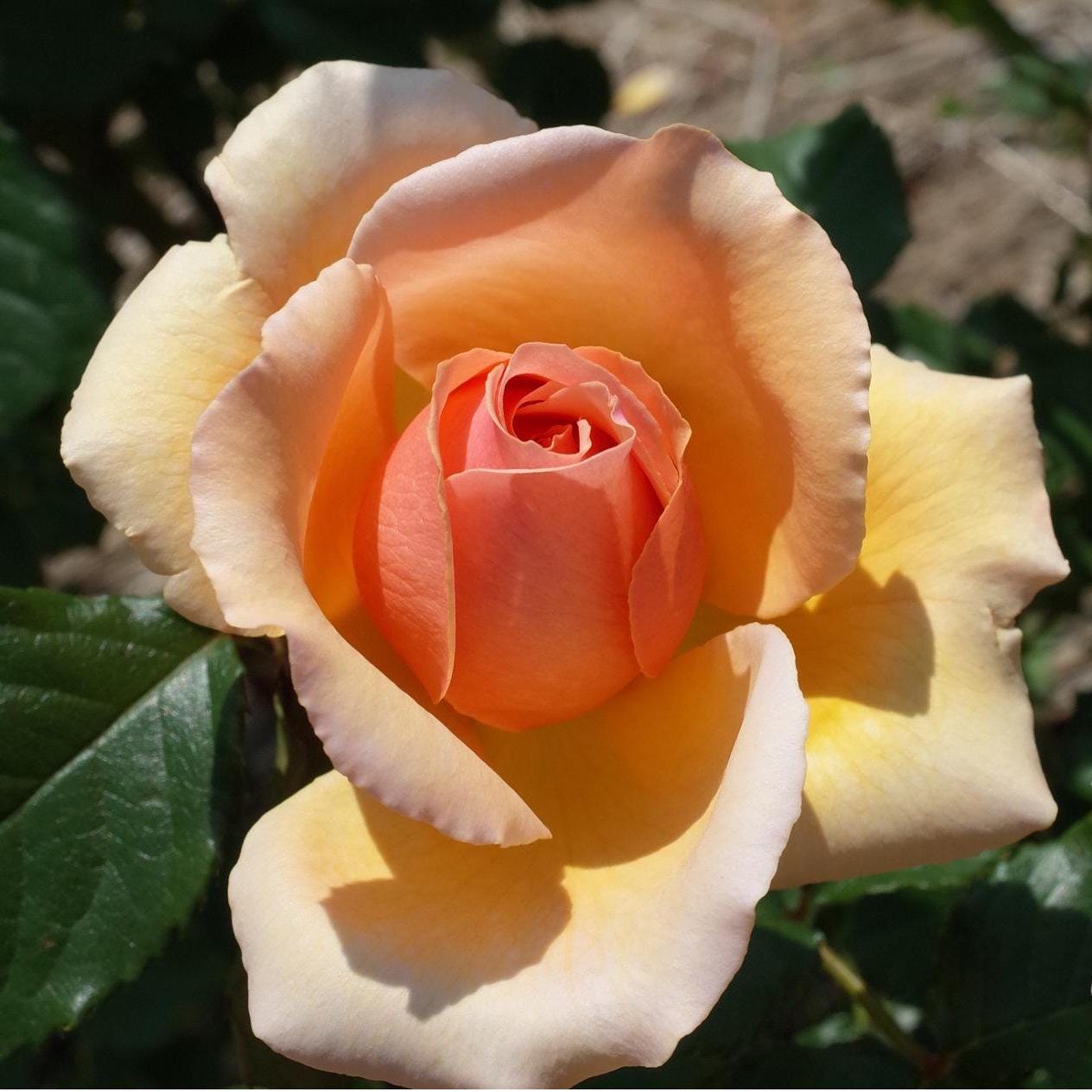 Oh Happy Day Eleganza Rose Seeds- Perennial - Authentic Seeds