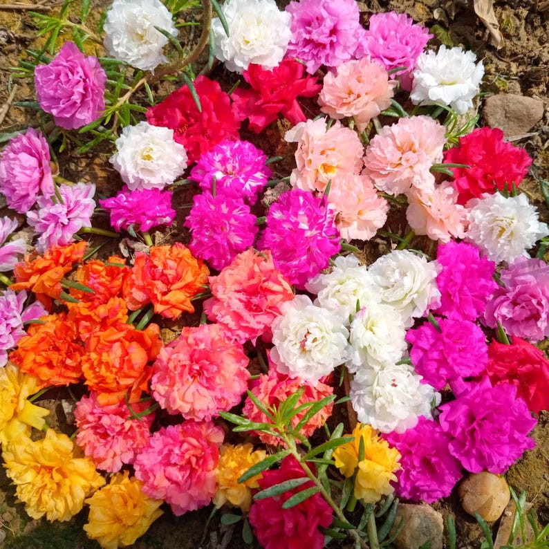 May include: A vibrant assortment of colorful flowers in shades of pink, white, red, orange, and yellow. The flowers are in full bloom, with multiple petals and a lush appearance. The image is a close-up shot of the flowers.