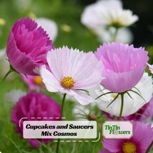 May include: A cluster of Cupcakes and Saucers Mix Cosmos flowers in shades of deep magenta, soft pink, and white. The blooms feature delicate, ruffled petals and prominent yellow centers, with the text Cupcakes and Saucers Mix Cosmos and TinTin Flowers visible.