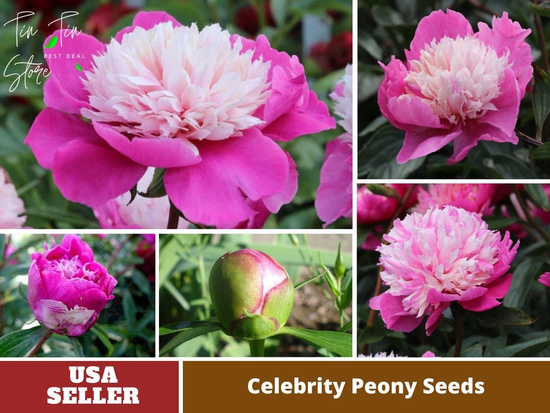 10 Rare Seeds Celebrity Peony Seeds-perennial authentic Seeds-flowers  organic. Non GMO vegetable Seeds-mix Seeds for Plant-b3g1 B042 