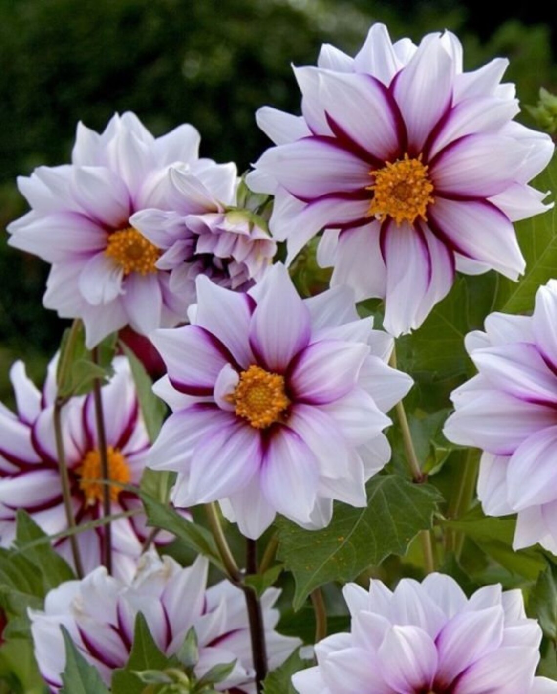40 Seeds Edge of Joy Dahlia Seeds Perennial authentic Etsy