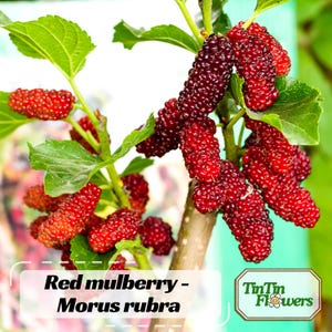 May include: A close-up of a red mulberry branch with ripe, dark red berries. The berries are clustered together, and the leaves are green. The text "Red mulberry - Morus rubra" is displayed at the bottom of the image.