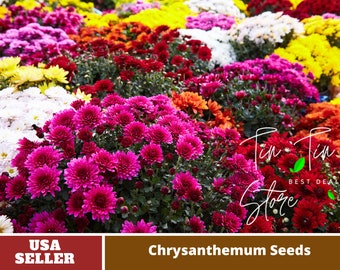 Multi-Color Ground-cover Chrysanthemum Seeds-Perennial -Authentic Seeds-Flowers -Organic. Non GMO -Mix Seeds for Plant-B3G1#M001