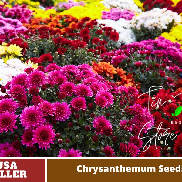 Multi-Color Ground-cover Chrysanthemum Seeds-Perennial -Authentic Seeds-Flowers -Organic. Non GMO -Mix Seeds for Plant-B3G1#M001