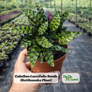May include: A potted Calathea Lancifolia plant, also known as a Rattlesnake Plant, with vibrant green leaves patterned with dark green spots. The plant is in a brown pot, held by a hand. The text "Calathea Lancifolia Seeds (Rattlesnake Plant)" is visible.