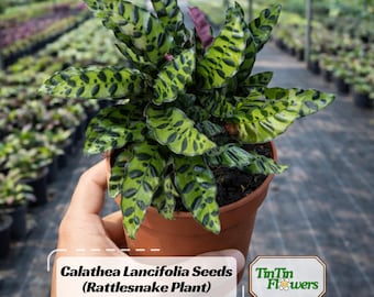 Rattlesnake Plant Seeds – Calathea Lancifolia – Tropical Houseplant – Wavy Spotted Leaves – Indoor Foliage – Rare Exotic Plant