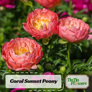 5 Coral Peony Flower Seeds BW91100 - Etsy 5 Coral Peony Flower Seeds BW91100 - Etsy