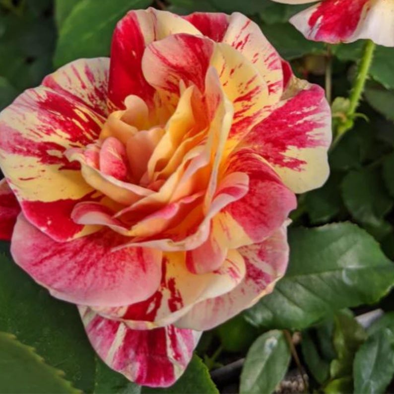 30+ George Burns Floribunda Rose Seeds - Authentic Seed - Clumping ...