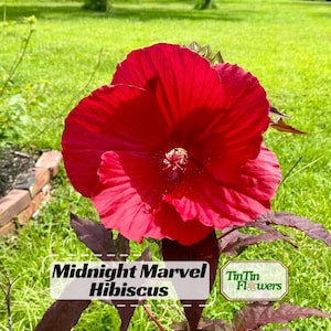 May include: A large, vibrant red hibiscus flower with prominent, ruffled petals and a central stamen. The plant features dark, deep purple foliage. Text on the image reads: Midnight Marvel Hibiscus and a logo for TinTin Flowers.