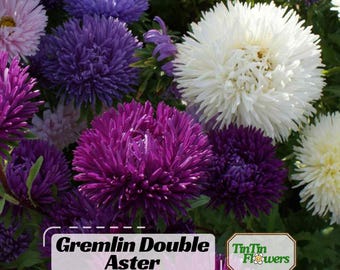 Gremlin Double Aster Seeds - Callistephus Chinensis - Asteraceae - Seed for Flower Gardens & Pollinator Butterflies