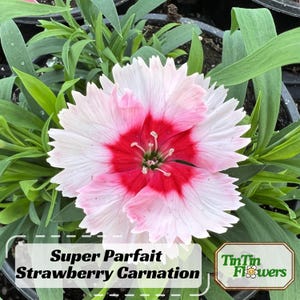 30 Seeds| Super Parfait Strawberry Carnations - Dianthus Seeds - Pot Seeds -Cut Flowers -Easy to Grow - Cold Resistant- Heat Tolerant#ca24