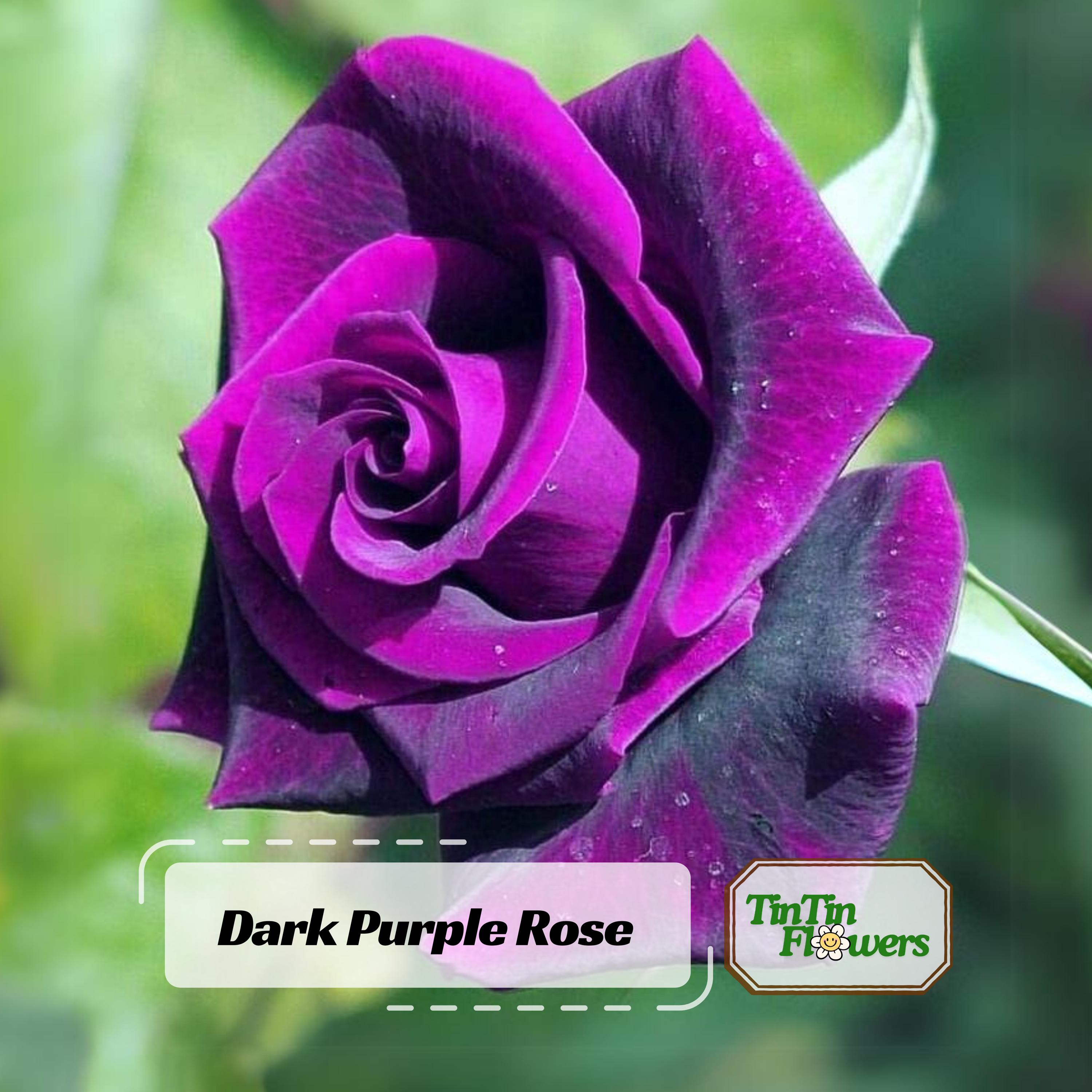30+ Dark Purple Rose Seeds - Perennial - Authentic Seeds - Mix