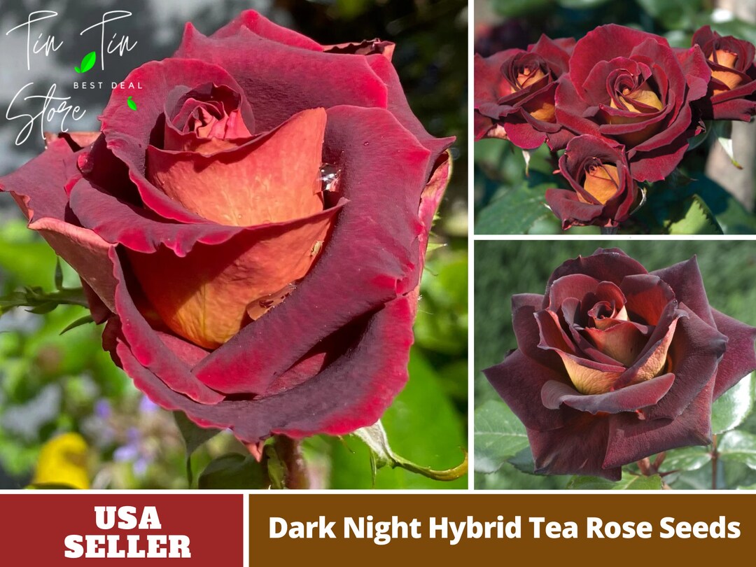 Black Night Hybrid Tea Rose Seeds Perennial authentic Seedsflowers