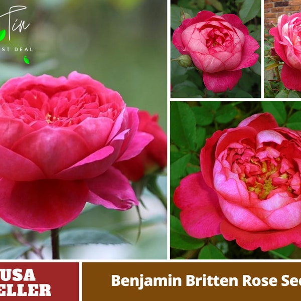 Benjamin Britten Bush Flowers Rose Seeds -Perennial -Authentic Seeds-Flowers -Organic -Mix Seeds for Plant-B3G1 #1113.