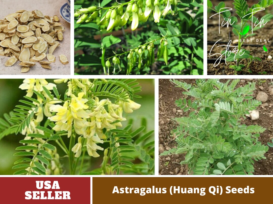 27 Seeds Astragalus huang Qi Seeds Authentic Seeds GMO Etsy