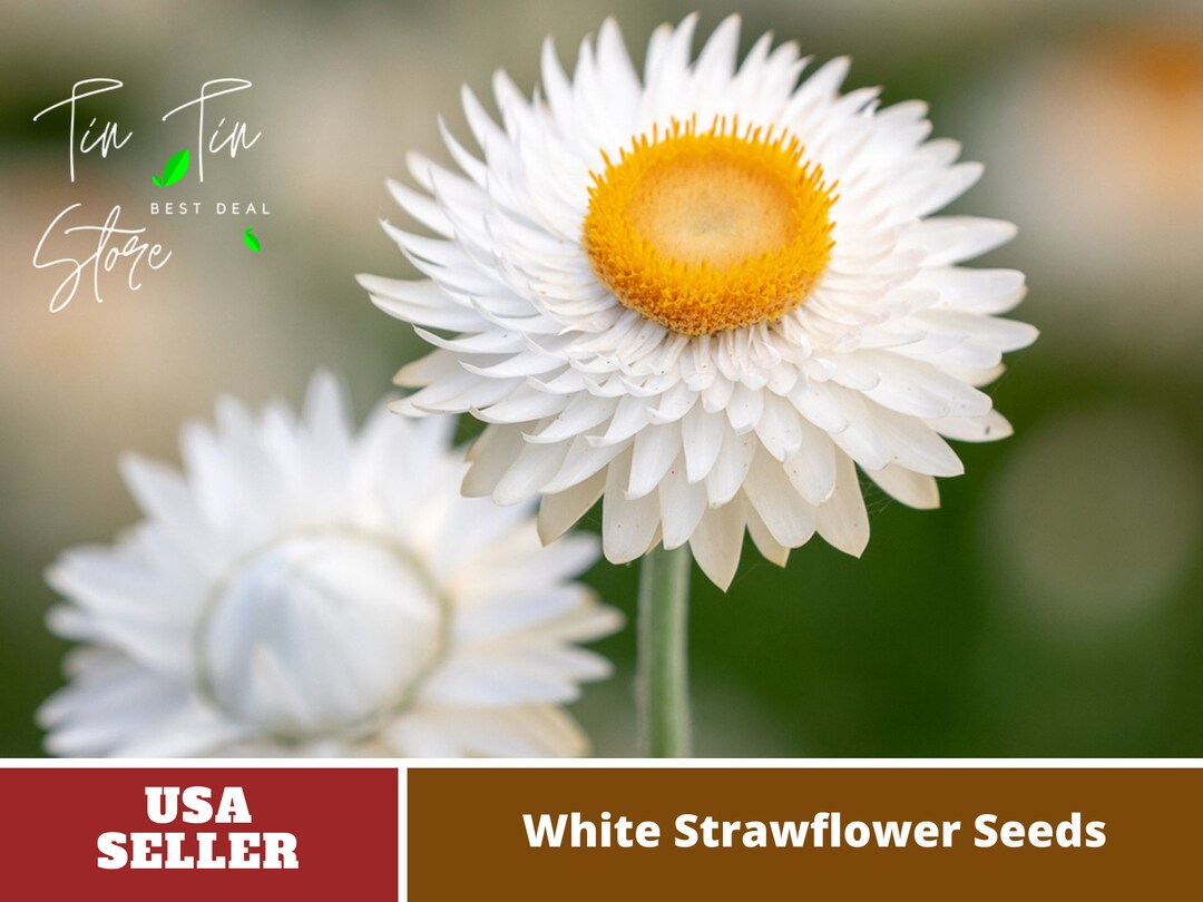White Strawflower Seedsperennial authentic Seedsflowers Etsy