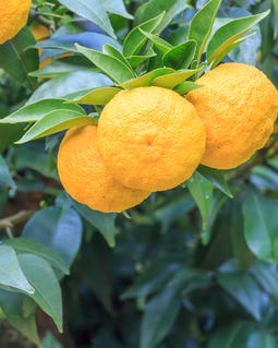 Yuzu Citrus Seeds - Fragrant Lemon Tree Seeds - Japanese Yuzu