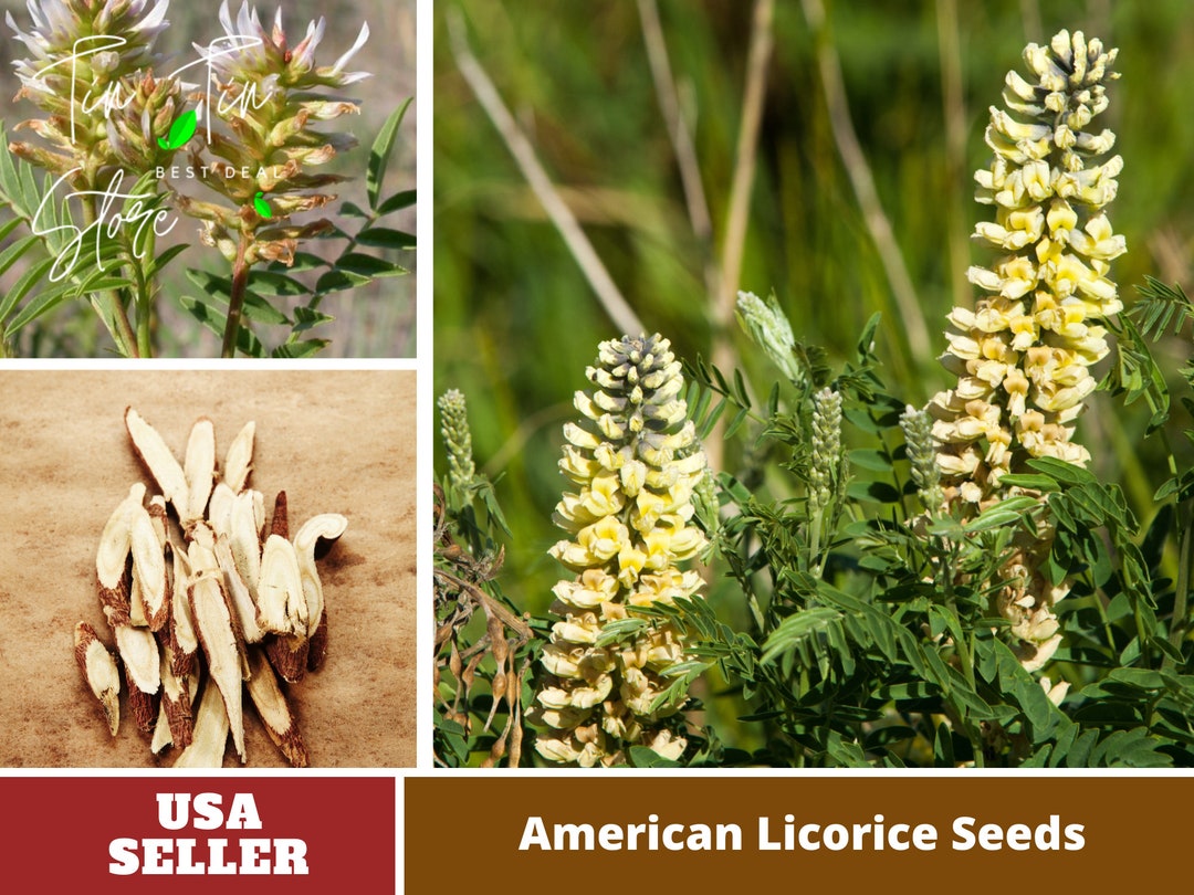 45 Seeds American Licorice Seeds Authentic Seeds GMO Free Etsy