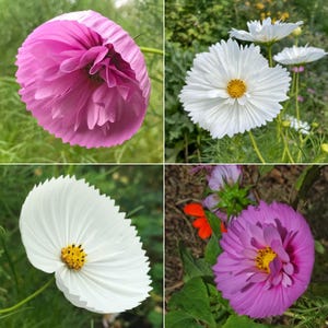 May include: A collage of four cosmos flowers. Two flowers are vibrant pink with ruffled, layered petals. Two flowers are white with serrated petal edges and prominent yellow centers. Each flower is attached to a thin green stem.