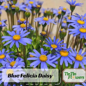 100s|Blues Blue Daisy Seeds -Authentic Seeds-Flowers -Organic. Non GMO -Vegetable Seeds-Mix Seeds for Plant-.#N004