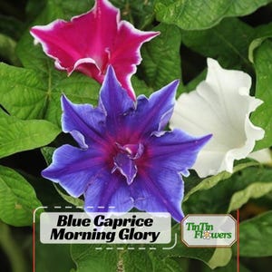 30s|Kikyo zaki Mix Morning Glory Seeds-Authentic Seeds-Perennial-Ipomoea-Fast Growing-Self-Pollinating-Plant in Summer/Early Fall-.#F009-