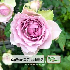 Roseページ•*¨*•.¸♬︎ おまとめ4点セット Coffret Rose - Etsy