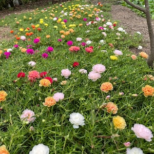 May include: A vibrant bed of colorful flowers in full bloom. The flowers display a variety of colors, including pink, orange, yellow, red, and white, set against a backdrop of green foliage. The image captures a natural, outdoor scene.
