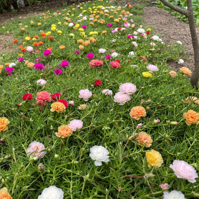 May include: A vibrant bed of colorful flowers in full bloom. The flowers display a variety of colors, including pink, orange, yellow, red, and white, set against a backdrop of green foliage. The image captures a natural, outdoor scene.