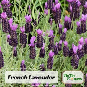 May include: A close-up of a patch of purple French lavender flowers in bloom. The flowers are in full bloom and have a delicate, fragrant aroma. The text "French Lavender" and "TinTin Flowers" is visible in the image.