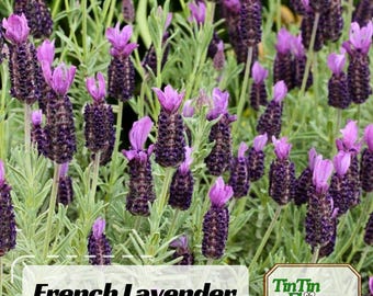 French Lavender Seeds | Fragrant Perennial | Easy to Grow | Gardens, Pots & Dried Arrangements | Non-GMO |Pollinator-Friendly