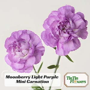 May include: Two light purple mini carnations with green stems. The flowers are in bloom and have a delicate, ruffled appearance. The text "Moonberry Light Purple Mini Carnation" is displayed below the flowers. The text "TinTin Flowers" is displayed in a green box with a small flower icon in the corner.