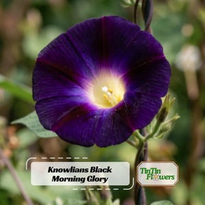 Knowlians Black Morning Glory Seeds-Authentic Seeds-Perennial-Ipomoea-Fast Growing-Self-Pollinating-Plant in Summer/Early Fall