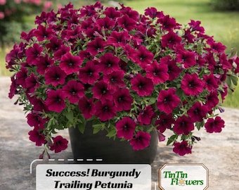 Success Burgundy Trailing Petunia Seeds - Heirloom Cascading Petunia - Deep Burgundy Blooms - Hanging Basket Flower - Easy Grow
