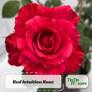10 Pink Rose Flower Seeds BW96108 - Etsy