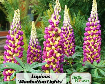 Manhattan Lights Lupine (Lupinus) Seeds - bluebonnet -  Vibrant Perennial Wildflowers - Pollinator Friendly Garden