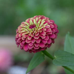 Queen Red Lime Zinnia Seeds | Open-Pollinated, (30 Seeds) image 8