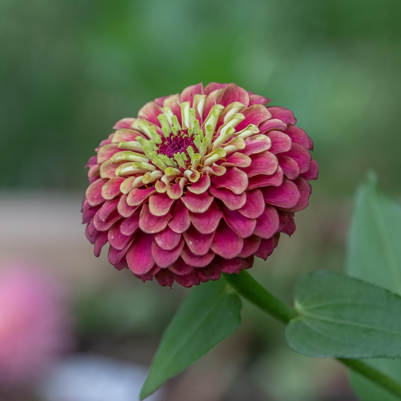 Queen Red Lime Zinnia Seeds | Open-Pollinated, (30 Seeds) image 8