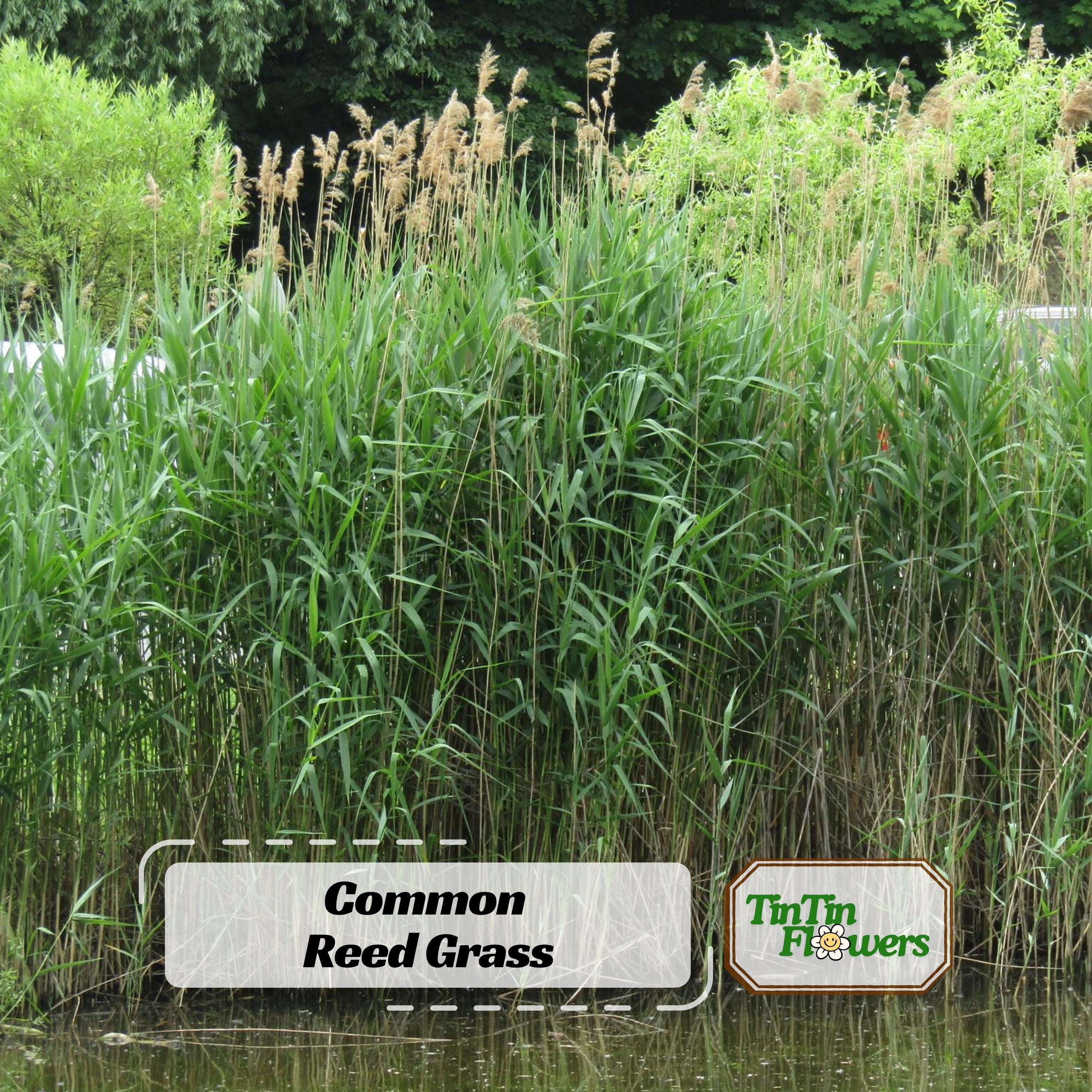 Common Reed Grass Seeds - Phragmites australis - Tall Ornamental Reed Grass - Perennial Wetland and Landscape Plant