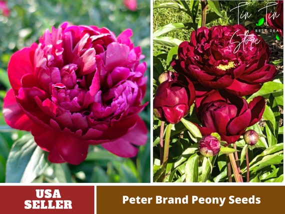 10 Rare Seeds Peter Brand Peony Seeds perennial authentic Seeds-flowers  organic. Non GMO vegetable Seeds-mix Seeds for Plant-b3g1b015 -  Finland